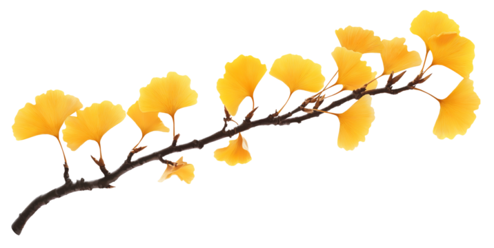 yellow autumn gingko leaves on a tree branch natural fall plant isolated on white background.