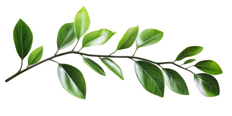 Naklejka premium green fresh leaves on a tree branch summer natural plant isolated on white background.