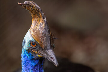 A cassowary with a crooked brown crest or casque, bright blue neck and an orange eye, looks around...