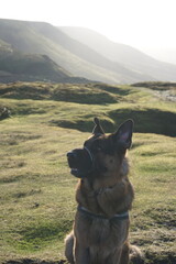 german shepherd dog on a hilltop