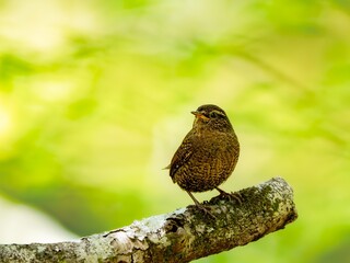 森の中の木陰で枯れ木の上に佇むミソサザイ