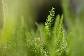 Green forest grass under the sun's rays
