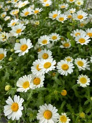 Obraz premium daisies in a garden