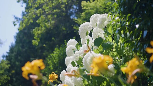 A close up shot of a cluster of beautiful white flowers called "Hydrangeas Annabelle"