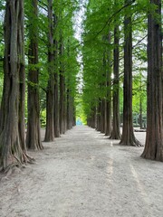 Fototapeta premium path in the forest