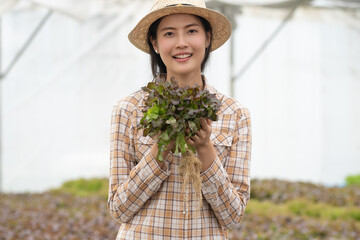 Fresh from farm. Gardener carrying crate of fresh lettuce from farm ready to sell to client.