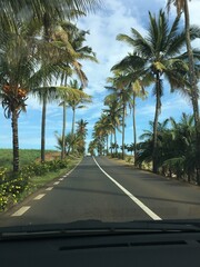 palm trees on the road