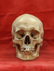 Fototapeta premium Human skull on red background. Human remains.
