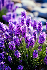 Obraz premium Purple Lavender Flowers Blooming In Sunlight During Summer. Blurred background with copy space.