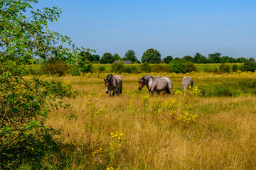 Landscape photo mid summer in the Netherlands. With gray horses in an open nature area with grass and yellow flowers, with green trees in the background and a clear blue sky.