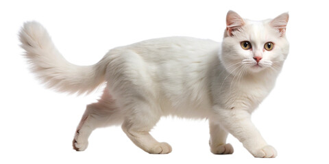A pristine white cat walking confidently, isolated on a white background. Its bright eyes and fluffy tail add to its charming appearance
