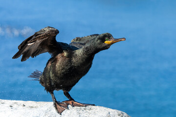European shag, also called common shag, Gulosus aristotelis, in Hornøya, Norway