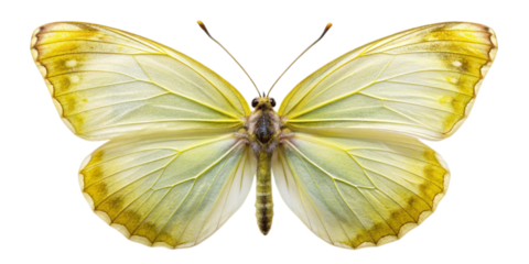 A close-up of a sitting Brimstone butterfly with its delicate, pale green wings fully extended. The detailed texture of the wings and the butterfly's symmetry are highlighted against a white backgroun