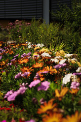 Obraz premium summer. nature. village. flowers. sunny day