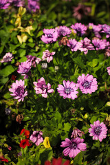 Obraz premium summer. nature. village. flowers. sunny day
