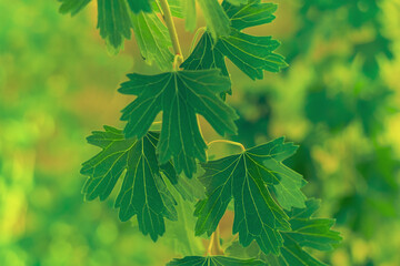 Green leaves of a hybrid species of currant and gooseberry called Jostaberry against a background of blurred yellow-green vegetation. A product of genetic changes, selection