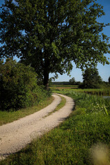 summer. nature. village. flowers. sunny day