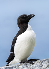 Razorbill, Alca torda, in Hornøya, Easternmost Norway