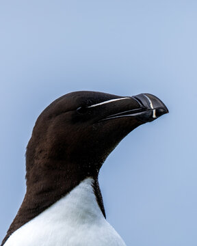 Razorbill, Alca torda, in Horn&oslash;ya, Easternmost Norway