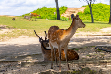 The deer are freely roaming around in Nara park, Japan