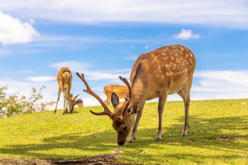 The deer are freely roaming around in Nara park, Japan