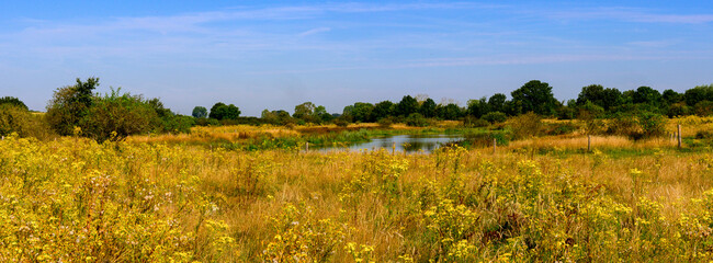 Panorama photo mid summer of a nature reserve in the Netherlands with yellow wild flowers, in the middle a pond. Surrounded by green forests, with a blue sky with white cirrus clouds.