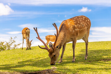The deer are freely roaming around in Nara park, Japan