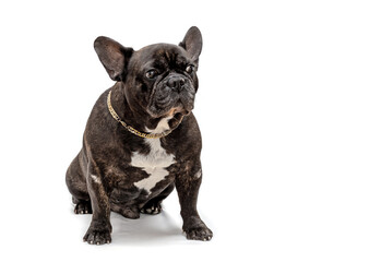 Portrait of a French bulldog close-up on a white background