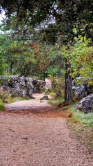 Bosque camino abandonado sendero misterioso