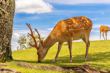 The deer are freely roaming around in Nara park, Japan