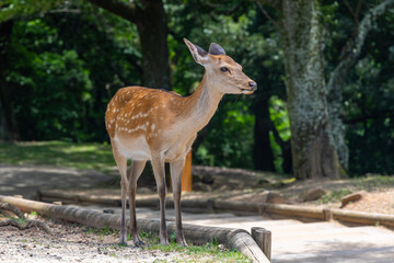 The deer are freely roaming around in Nara park, Japan