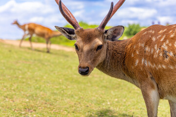 The deer are freely roaming around in Nara park, Japan