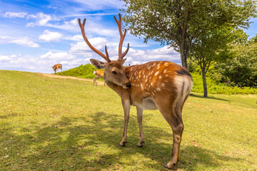 The deer are freely roaming around in Nara park, Japan