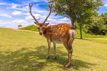 Naklejka premium The deer are freely roaming around in Nara park, Japan