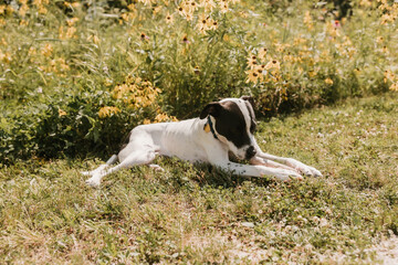 Dog lying on grass with wildflowers in the background