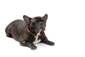 Portrait of a French bulldog close-up on a white background