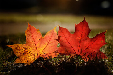 Two colorful Maple leaves sitting in warm sunshine
