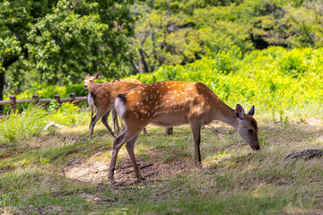 The deer are freely roaming around in Nara park, Japan