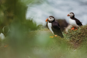 Closeup of puffins standing on a cliff in Borgarfjarðarhöfn, Iceland.