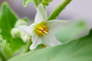 Close-up view of white eggplant flower in bloom