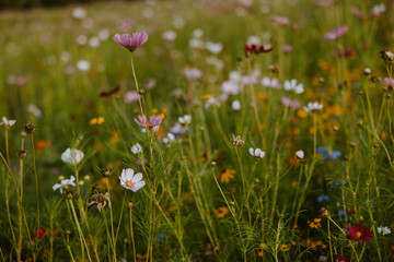 Wildflower Field with Cosmos in Midwest