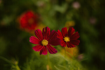 Two Red Cosmos Closeup in Summer