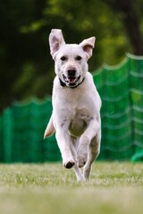 Obraz premium Yellow Labrador Retriever lab dog running lure course dog sport
