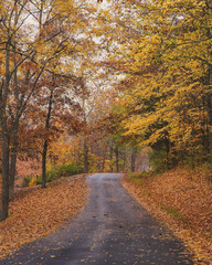 A street in the fall with colorful leaves
