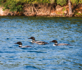 Group of three loons swimming on lake in Canada on summer day.