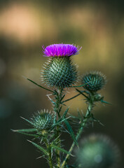 Close up of common thistle flowering in summer.