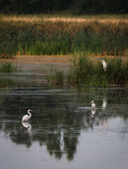 Three white egrets in still water of marshy wetland on summer day.