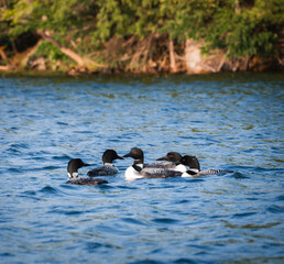 Group of five loons swimming together on lake in Canada on summer day.