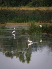 Three white egrets in still water of marshy wetland on summer day.