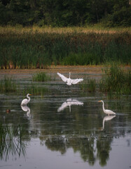 Three white egrets in still water of marshy wetland on summer day.